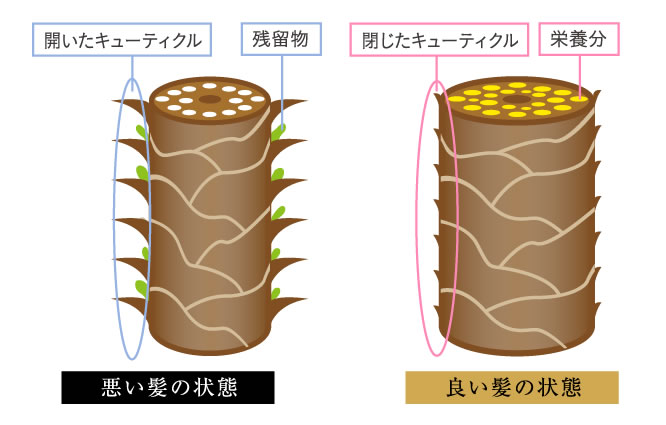 髪に被膜が入っている状態にカラーやパーマをし、髪が傷んでいる